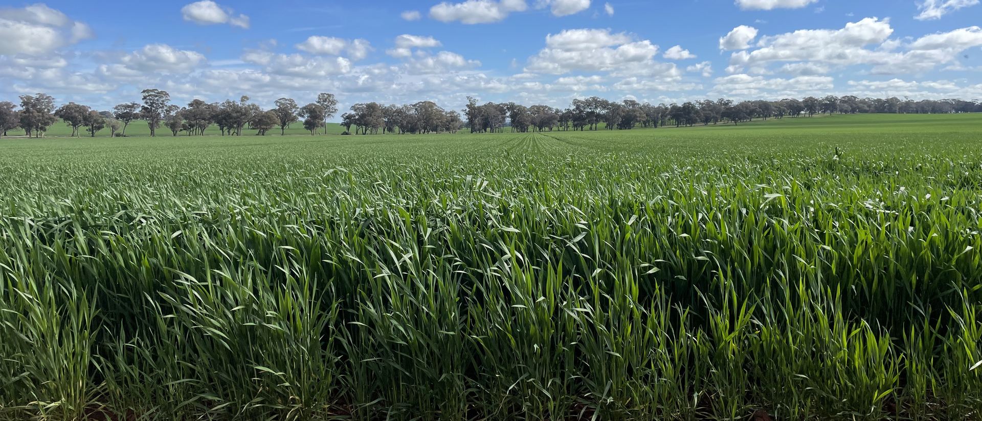 A green cereal crop beside a red dirt track, with trees and a blue sky behind